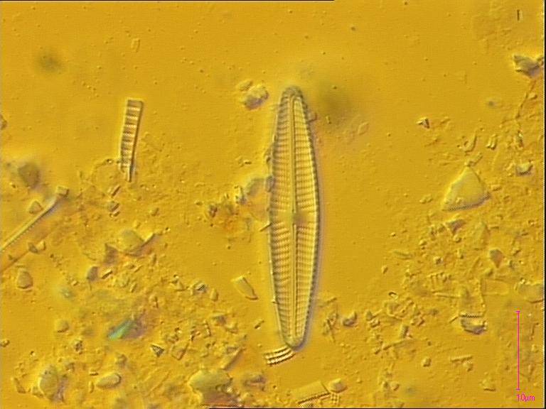 Navicula libonensis, Schoeman, 1970 | Sandre 
